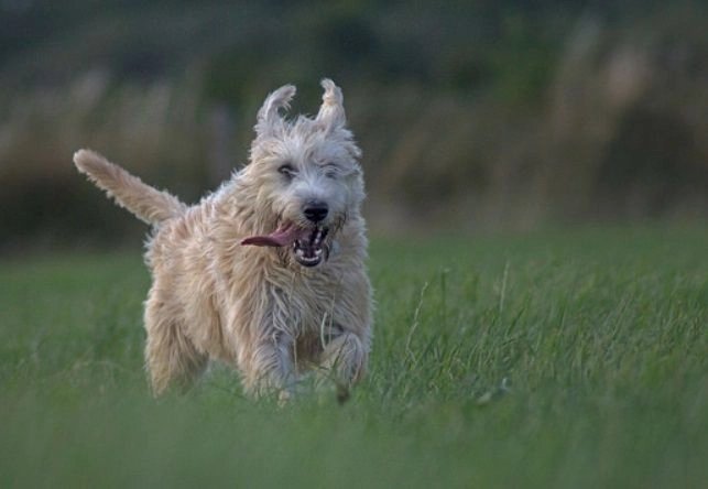 При поддержке ВОЗ Украина перейдет на диагностику бешенства у животных с помощью ПЦР-тестов