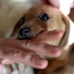 Каждые 9 минут в мире от укусов животных умирает один человек — ВОЗ