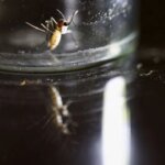 Вспышка лихорадки Западного Нила в Израиле привела к госпитализации 17 человек с неврологическими симптомами