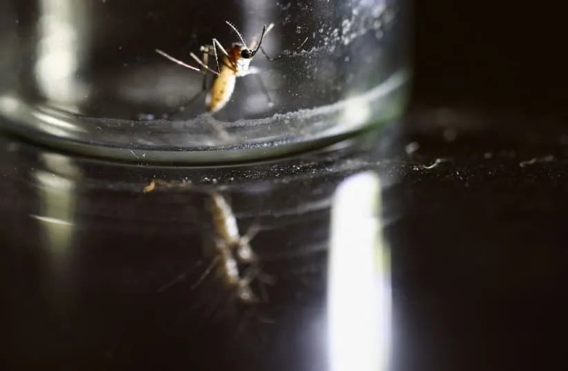 Вспышка лихорадки Западного Нила в Израиле привела к госпитализации 17 человек с неврологическими симптомами