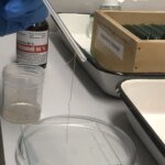 В Винницкой области зафиксирован случай дирофиляриоза: что важно знать