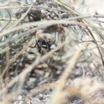 Эксперт об укусе каракурта: прежде всего гибнут люди, которые не обращаются за медицинской помощью