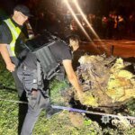В Киеве в результате падения дерева в парке Шевченко погибла женщина