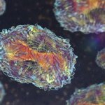 ВОЗ обновила список самых опасных патогенов для человечества