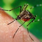 Лихорадка Западного Нила: врач-инфекционист рассказал о симптомах и как уберечься от болезни