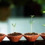 Уникальное растение: новый способ борьбы с болезнью Паркинсона