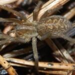 Укус паука: что делать и как себе помочь