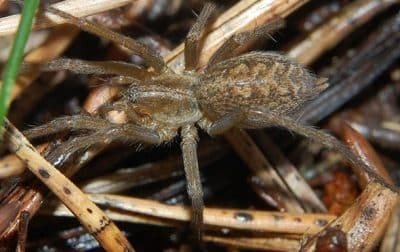 Укус паука: что делать и как себе помочь