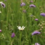 Погода позволит полюбоваться бабьим летом, несмотря на магнитные бури — синоптик