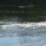 Загрязнение Десны и Сейма: рисков для водозабора в Киевской области нет, в Сумской области — дальнейшее ухудшение качества воды