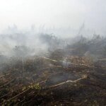 Горение торфяников: в Миндовкилле назвали новую причину загрязнения воздуха в Киеве