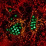 Глобальное потепление ускоряет распространение опасных патогенов