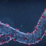 В Танзании заподозрили новую вспышку вируса Марбург: 8 из 9 зараженных умерли