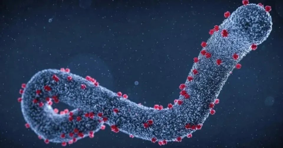 В Танзании заподозрили новую вспышку вируса Марбург: 8 из 9 зараженных умерли