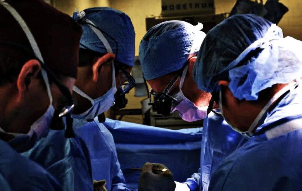 Трансплантация органов свиней: в США стартуют клинические испытания