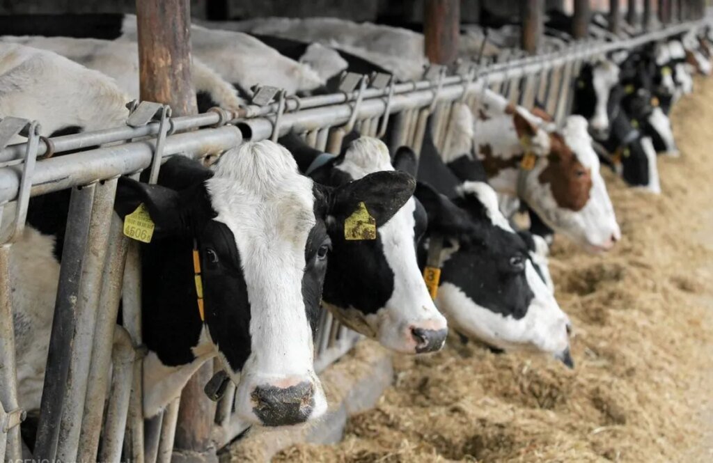 В США коровы заразились новым штаммом птичьего гриппа D1.1