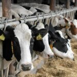 Птичий грипп H5N1 может без явных признаков распространяться среди животных и людей — исследование