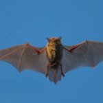 Китайские ученые обнаружили новый вид коронавируса летучих мышей, который может передаваться человеку