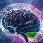 Ученые определили критический возраст, когда мозг человека начинает приходить в упадок