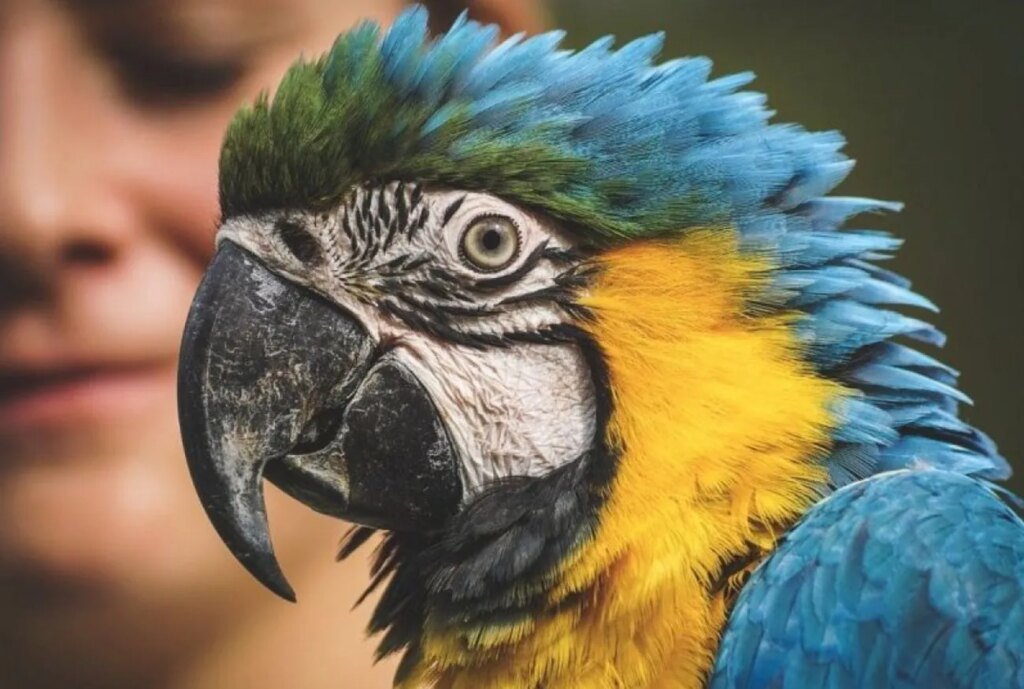 Мозг человека и волнистых попугайчиков имеет идентичный механизм в создании сложных звуков