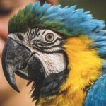 Мозг человека и волнистых попугайчиков имеет идентичный механизм в создании сложных звуков