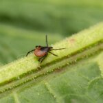 Как защитить себя в сезон клещей – советы инфекциониста