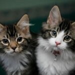 Домашние животные могут оказывать такое же психологическое воздействие на человека, как и брак — исследование