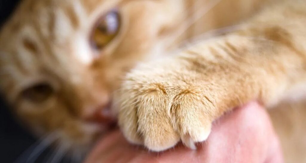 Во Львовской области двое мальчиков ослепли после царапин от кошек: врачи предупреждают об опасной инфекции