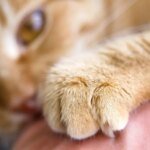 Во Львовской области двое мальчиков ослепли после царапин от кошек: врачи предупреждают об опасной инфекции