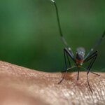 На Волыни обнаружили дирофиляриоз: у женщины из глаза удалили 14-сантиметрового гельминта