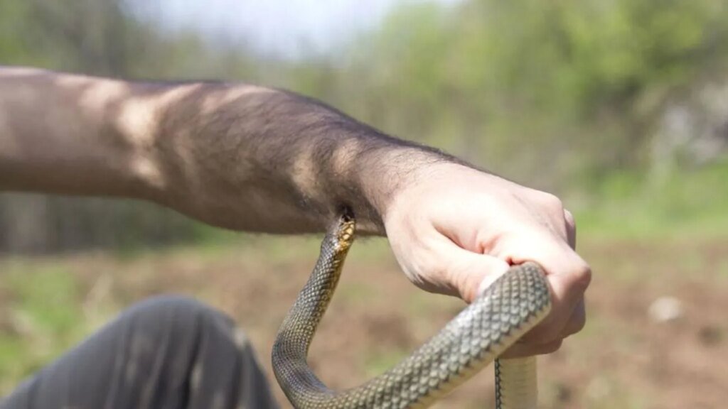 В Украине начался сезон активности змей: Минздрав предупреждает об опасности