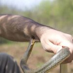 В Украине начался сезон активности змей: Минздрав предупреждает об опасности
