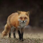 В Киеве в одном из районов ввели карантин из-за бешенства у лисы