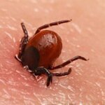 В США зафиксировали первую смерть от аллергии на мясо после укуса клеща