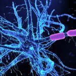 Ученые обнаружили способ укротить тревожность, воздействуя на нейроны мозга