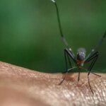 В четырех странах вспышки неизлечимой болезни, передающейся комарами: в CDC предупредили путешественников