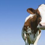 Новые варианты птичьего гриппа H5N1 показали повышенную способность инфицировать коров: почему новое открытие важно