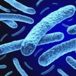 В Хорватии и Румынии зафиксировали случаи лепры: власти уверяют, что риска распространения нет