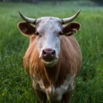 Более 59% зарегистрированных в 2025г. ветеринарных препаратов в Украине — отечественного производства