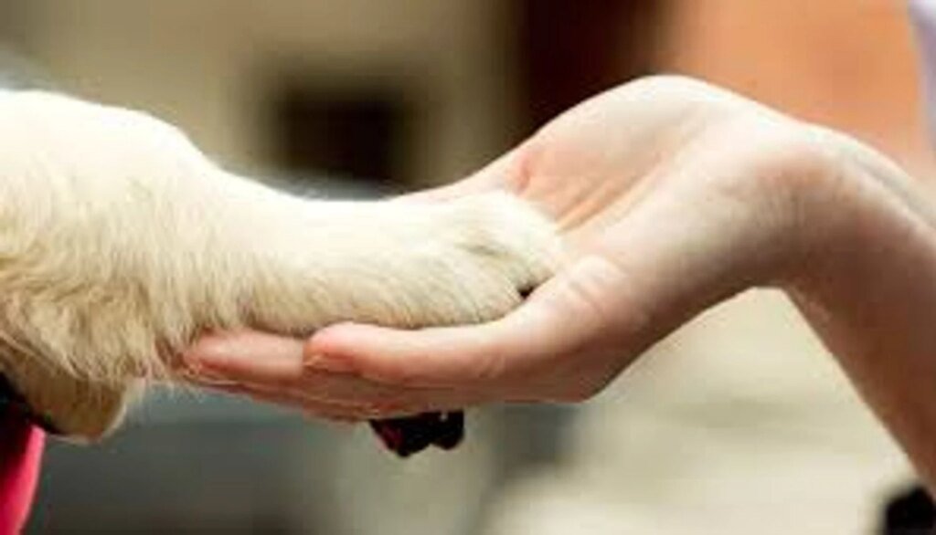 Кто такой зоопсихолог и когда животному действительно нужен специалист по поведению