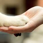 Кто такой зоопсихолог и когда животному действительно нужен специалист по поведению